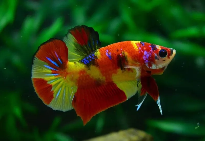 Cá lia thia là gì giải thích dễ hiểu cho người mới