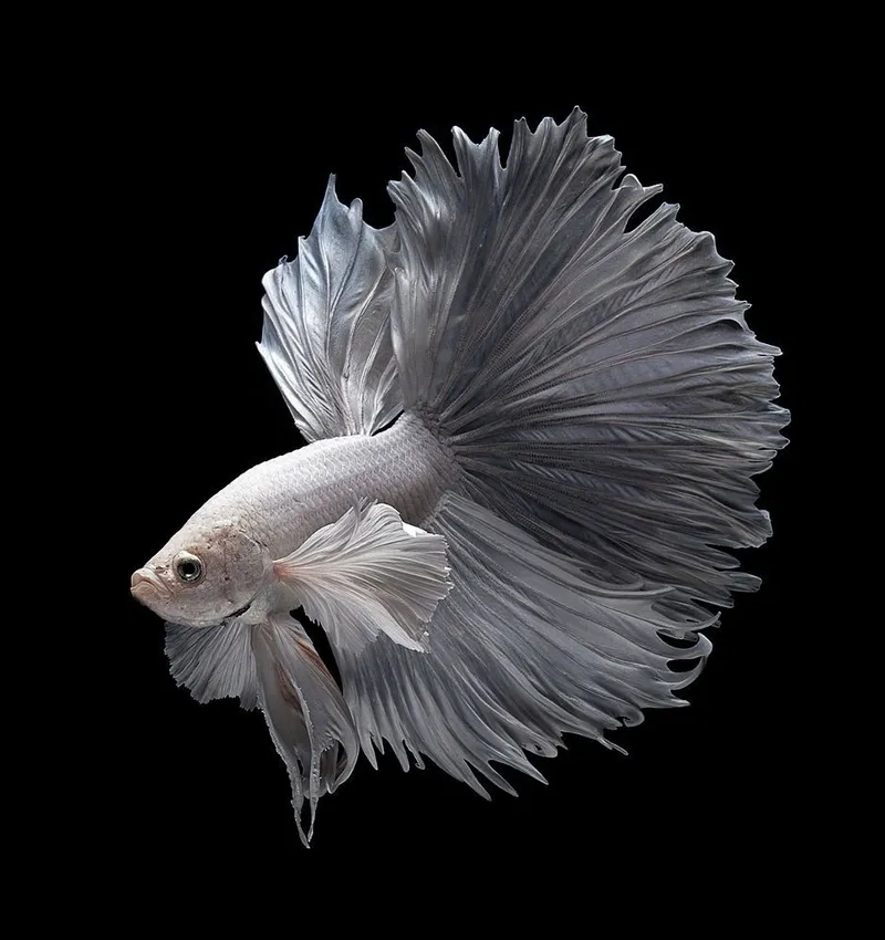 Giá cá Betta hôm nay đa dạng dễ chọn theo ngân sáchGiá cá Betta hôm nay đa dạng dễ chọn theo ngân sách