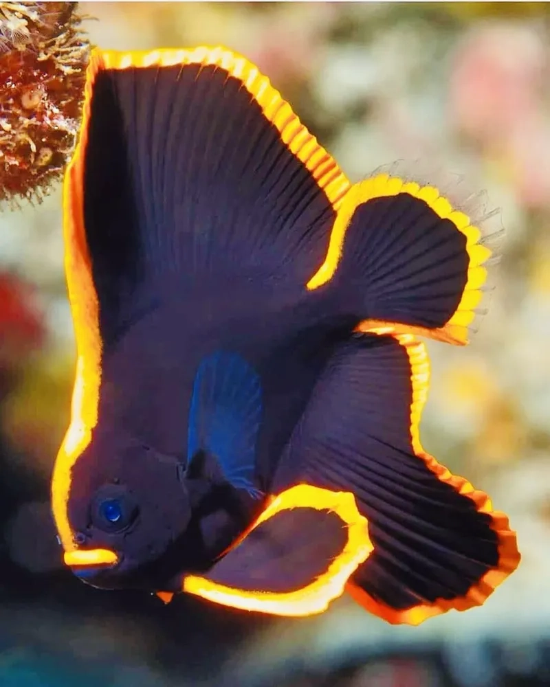 Lựa chọn thức ăn cho cá cảnh đẹp lên màu