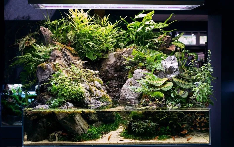 Các loại rêu cho bể bán cạn xanh