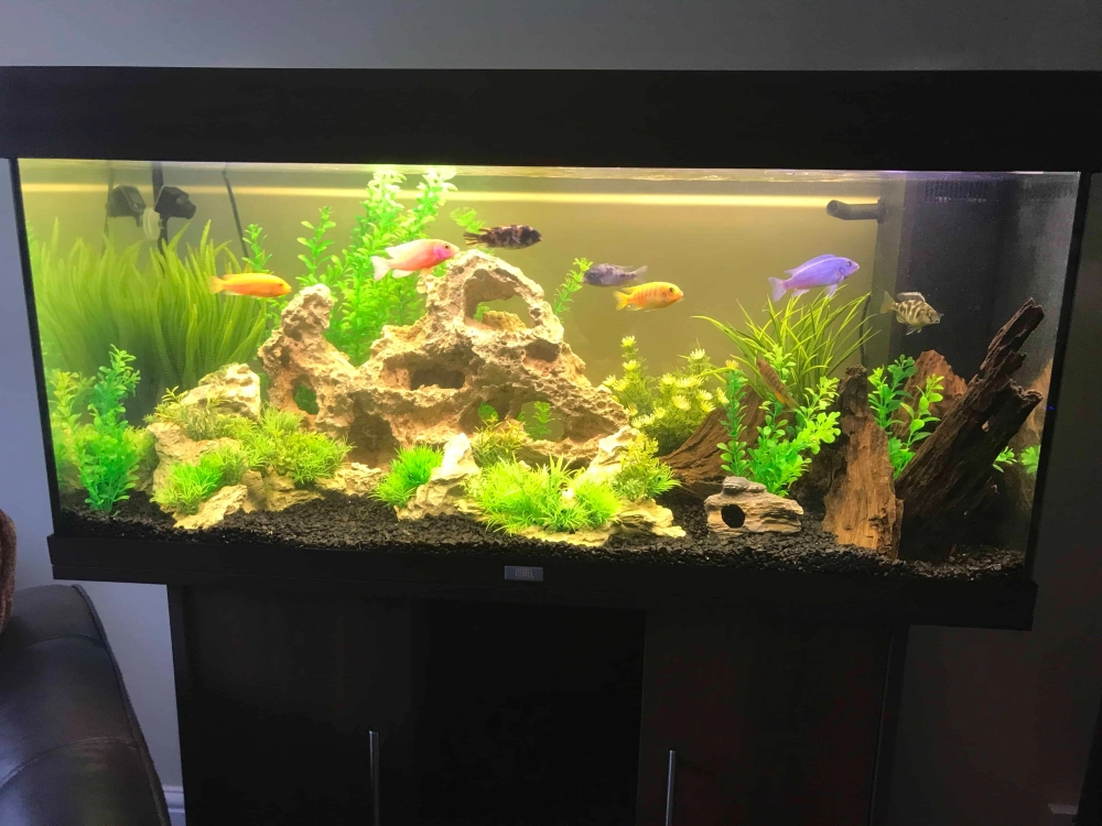 Bể biotop đá cuội thiết kế theo phong cách suối rừng tự nhiên