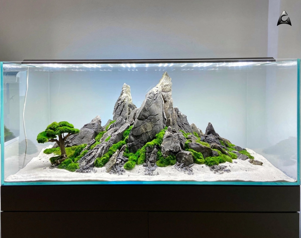 Góc nhìn nghiêng đầy chiều sâu của một bể biotop đá cuội