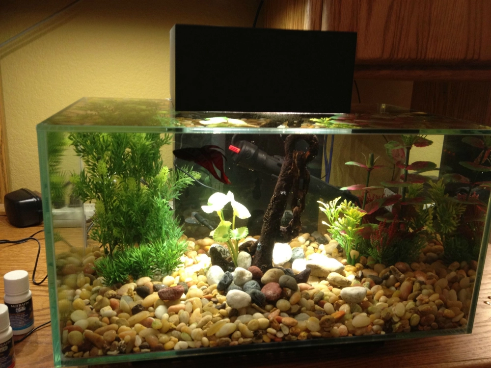 Cá thủy sinh bơi lội giữa những khối đá cuội xếp tầng