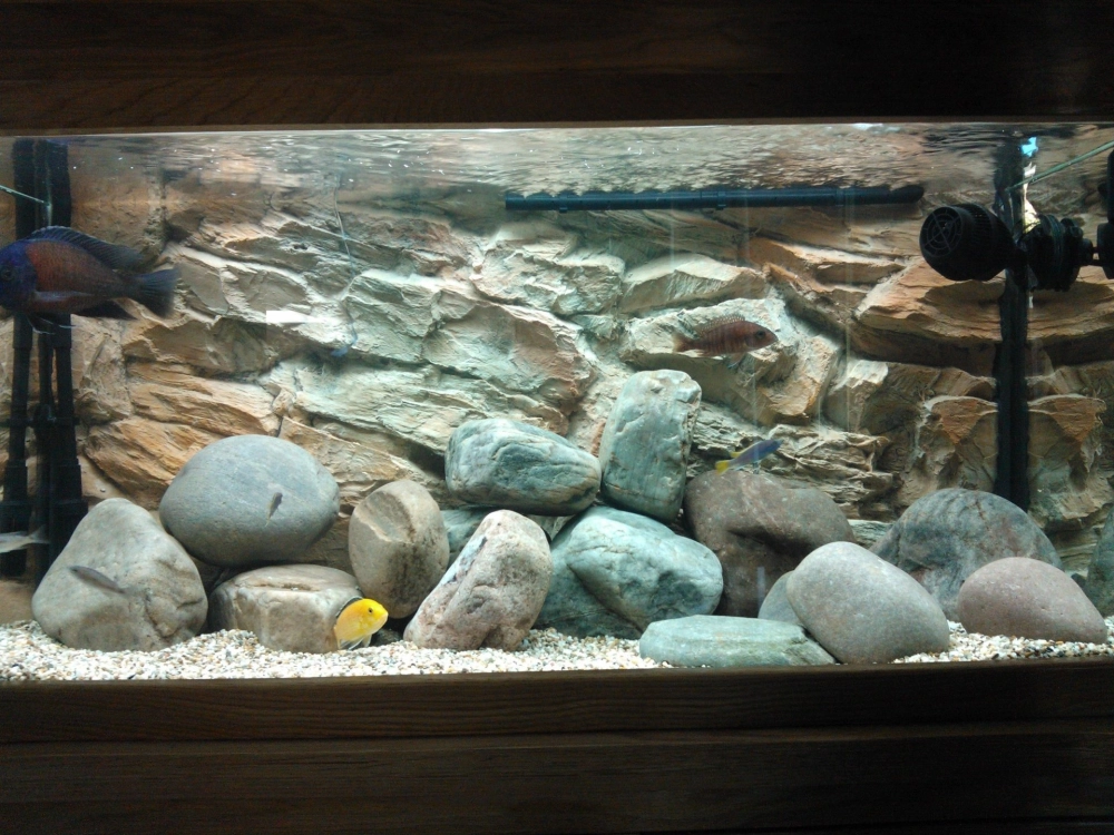 Bể cá biotop đá cuội cho người mới bắt đầu chơi thủy sinh