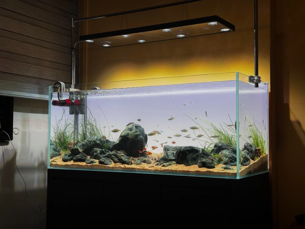 Hướng dẫn đặt đá cuội tạo dòng chảy tự nhiên trong bể