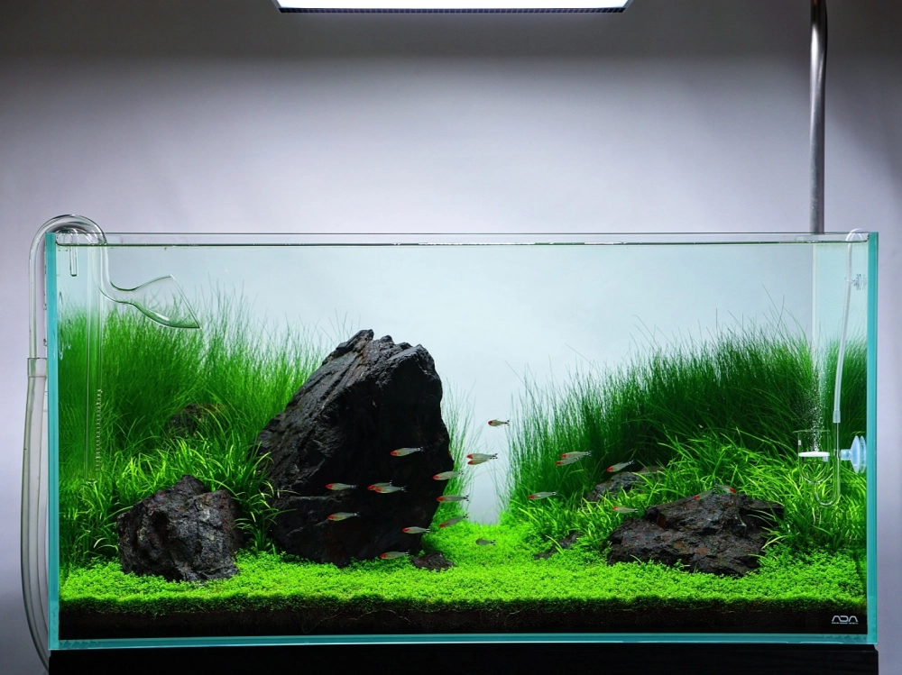 Hệ sinh thái dưới nước sinh động với vật liệu đá cuội