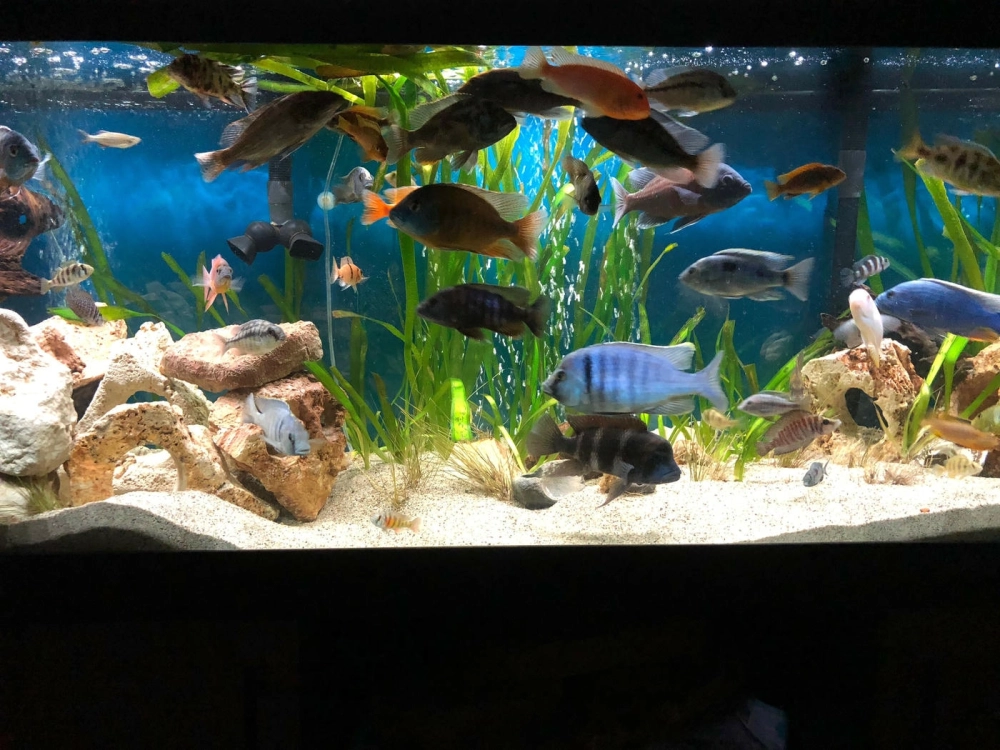 Cận cảnh những viên đá cuội tròn nhẵn trong bể thủy sinh