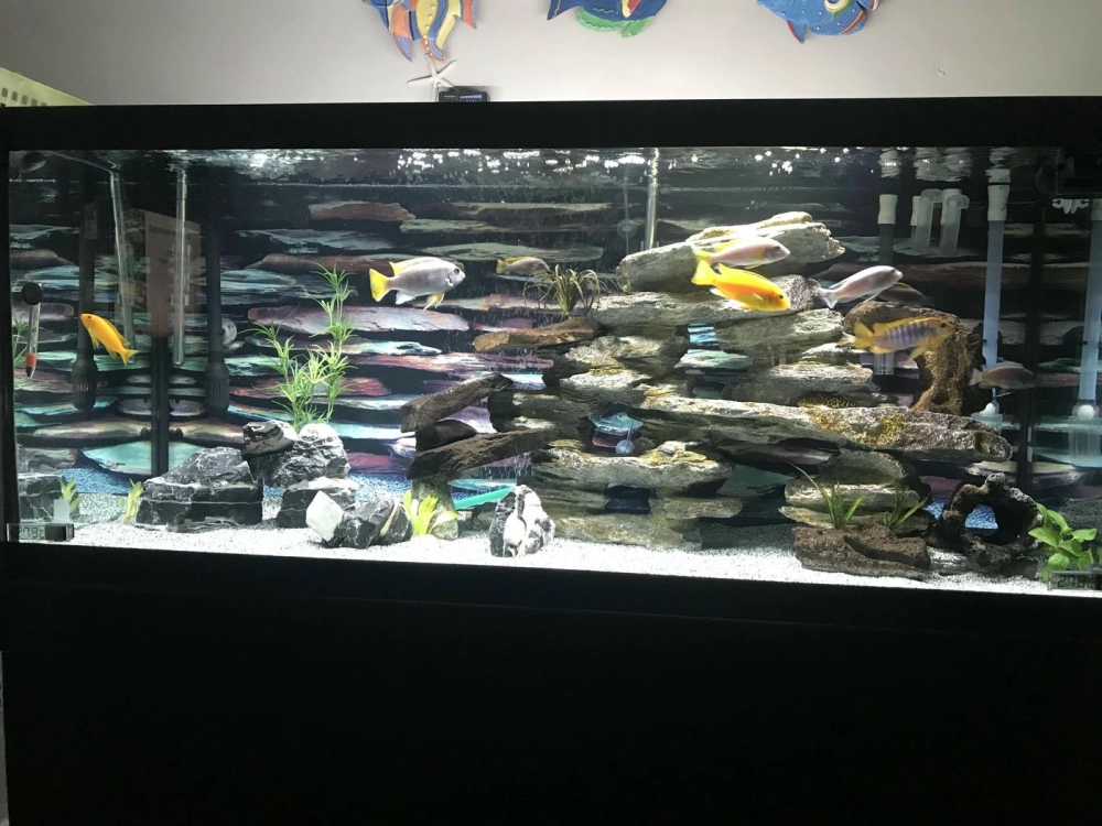 Mẫu bể cá cảnh dùng đá cuội kết hợp cát nắng vàng