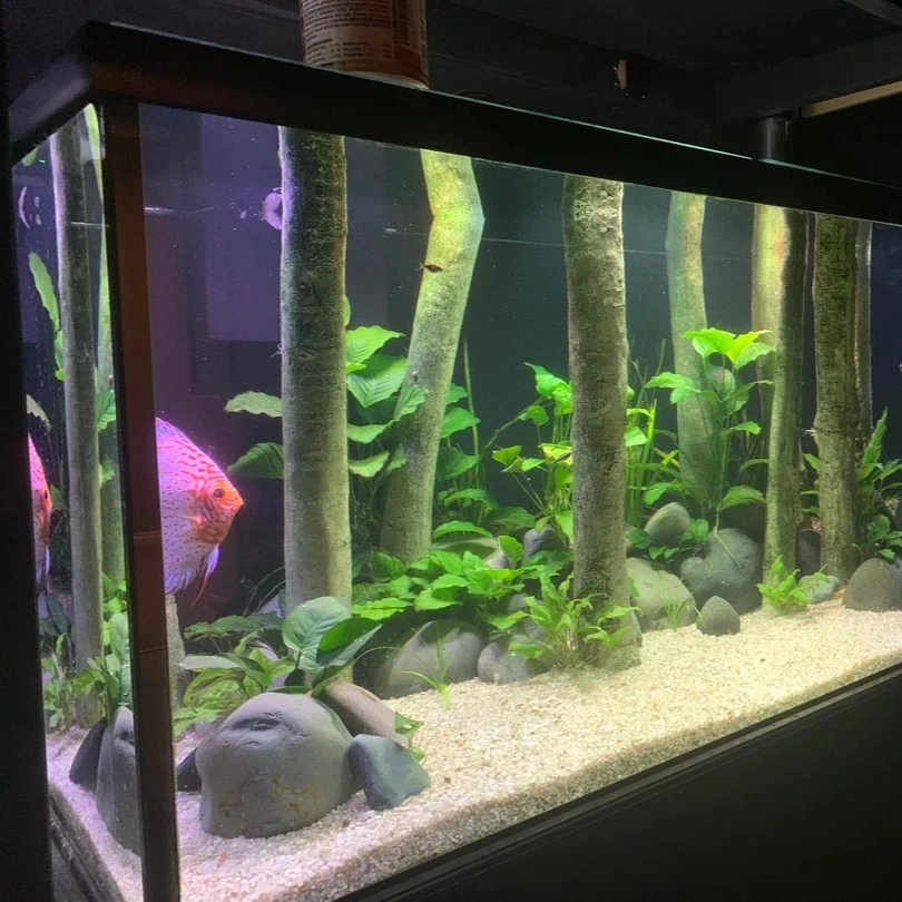 Màu nước trà đặc trưng của hệ sinh thái nhiệt đới