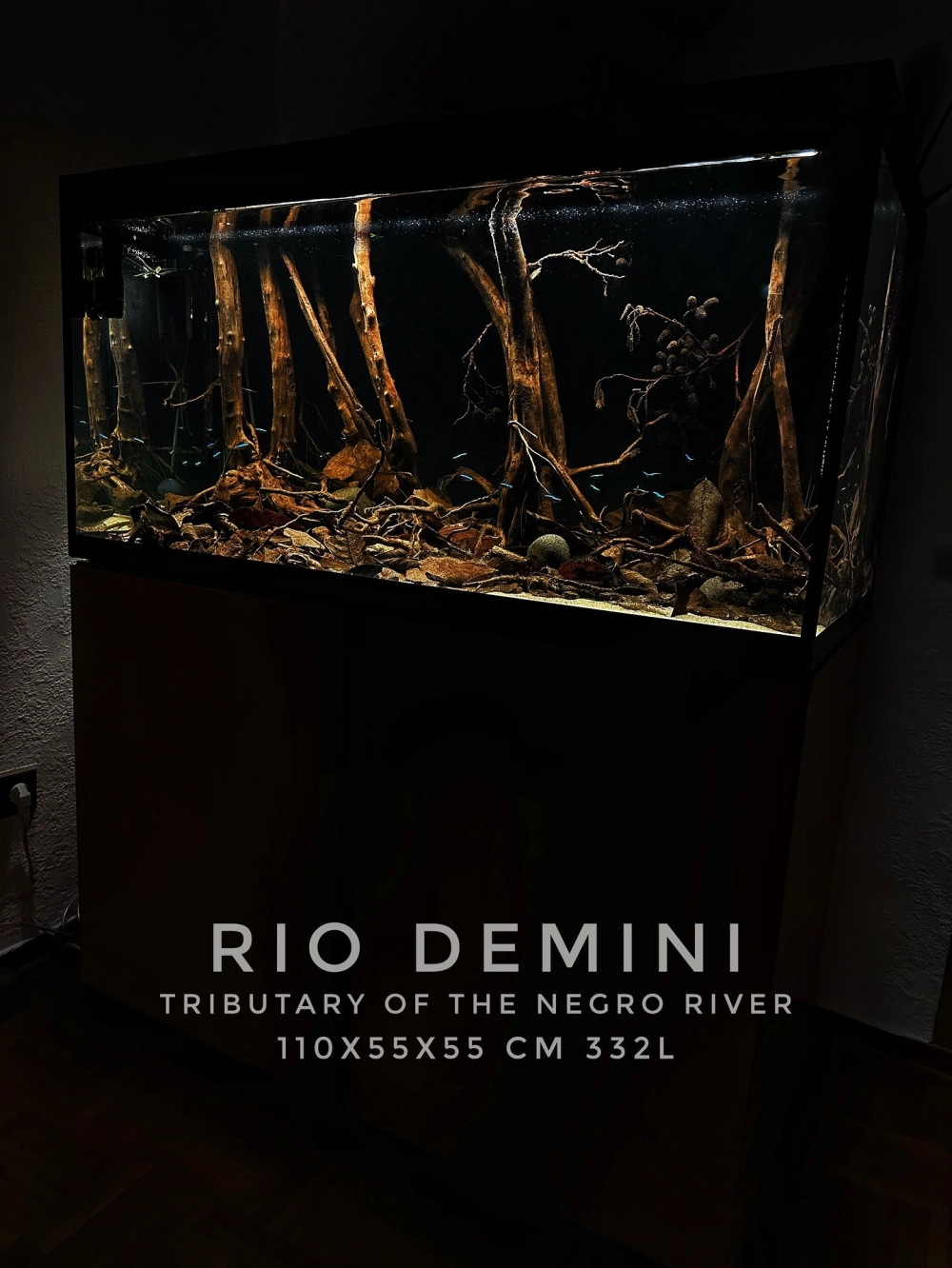 Hướng dẫn setup bể biotop cho người mới bắt đầu