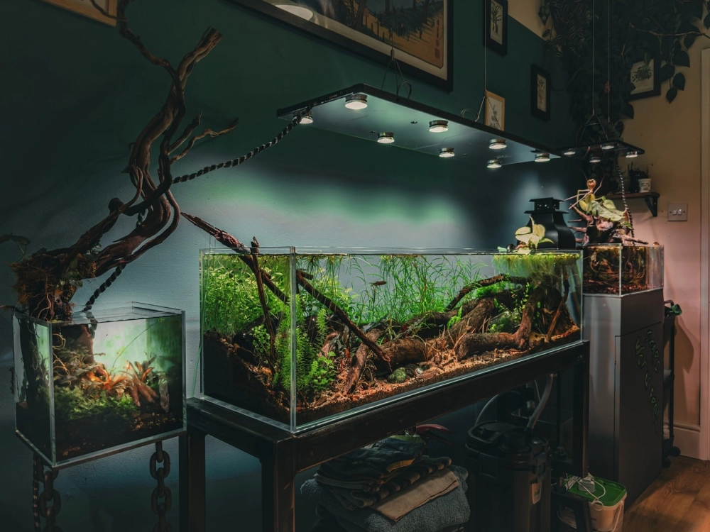 Mẫu bể biotop nhỏ để bàn làm việc