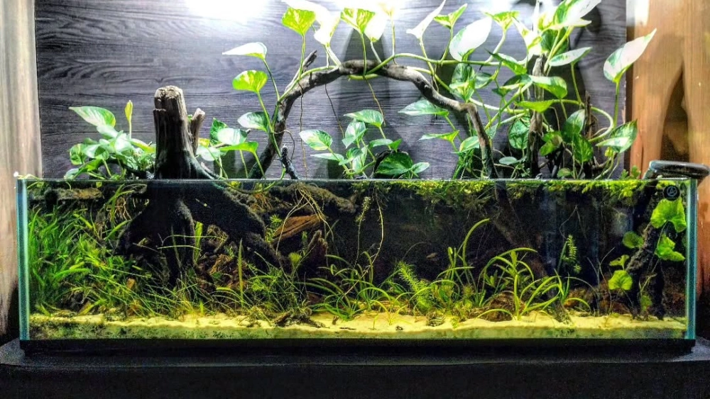 Bể cá tối giản với vài nhánh lũa và cát trắng