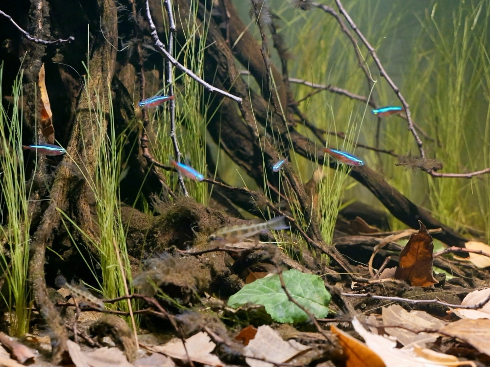 Hệ thống lọc nước ẩn sau các khối đá lớn