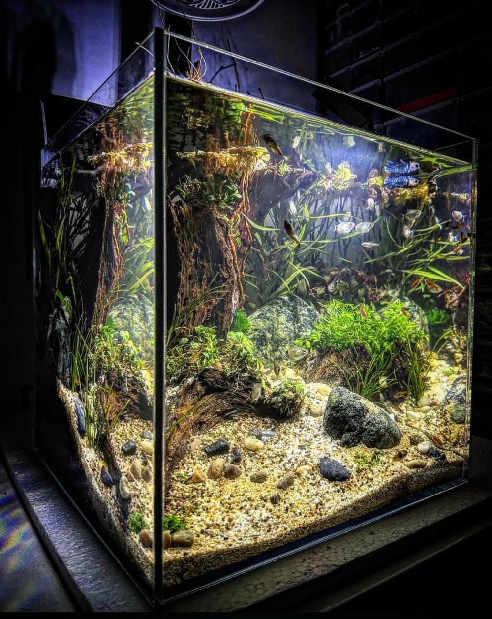 Ánh sáng nắng vàng xuyên thấu mặt nước bể cá