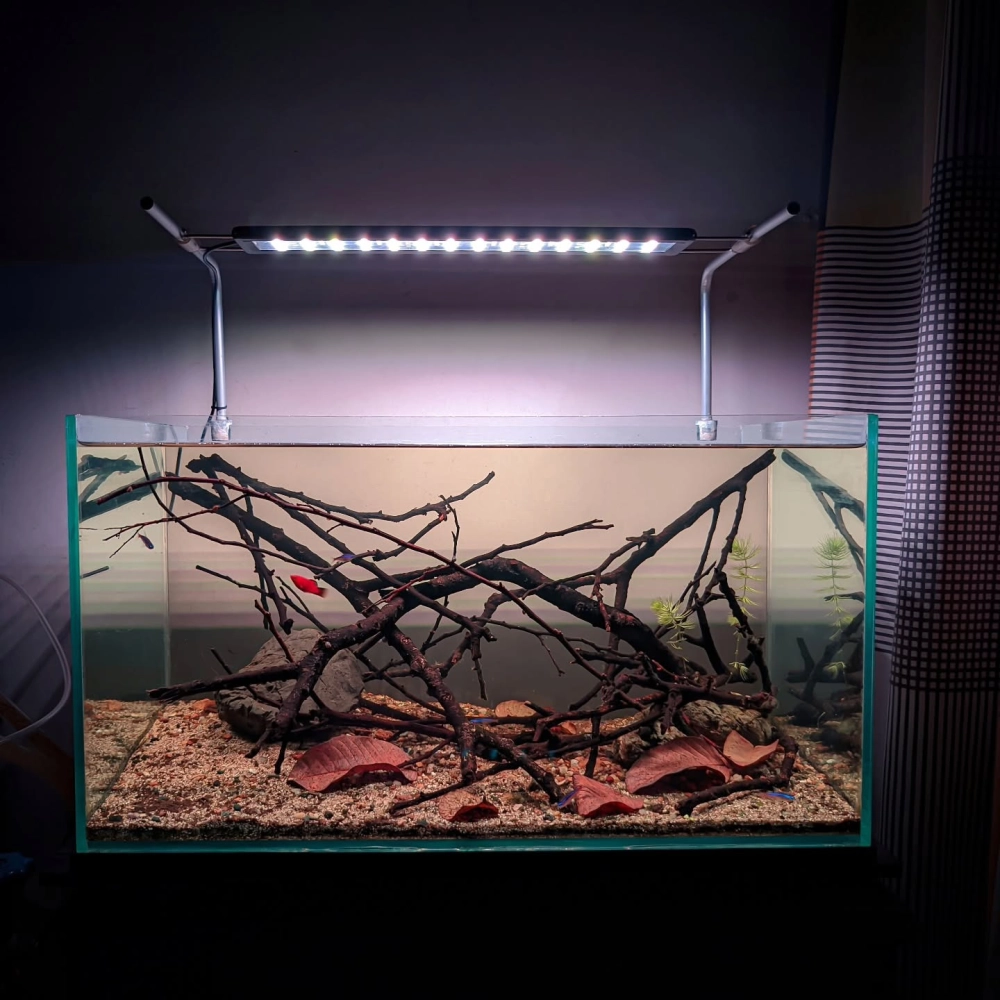 Thiết kế bể biotop mô phỏng dòng sông Amazon