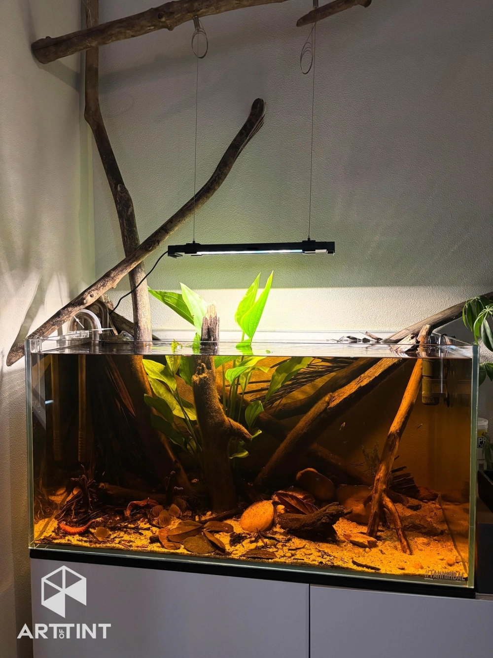 Sự kết hợp giữa cá đĩa và môi trường biotop