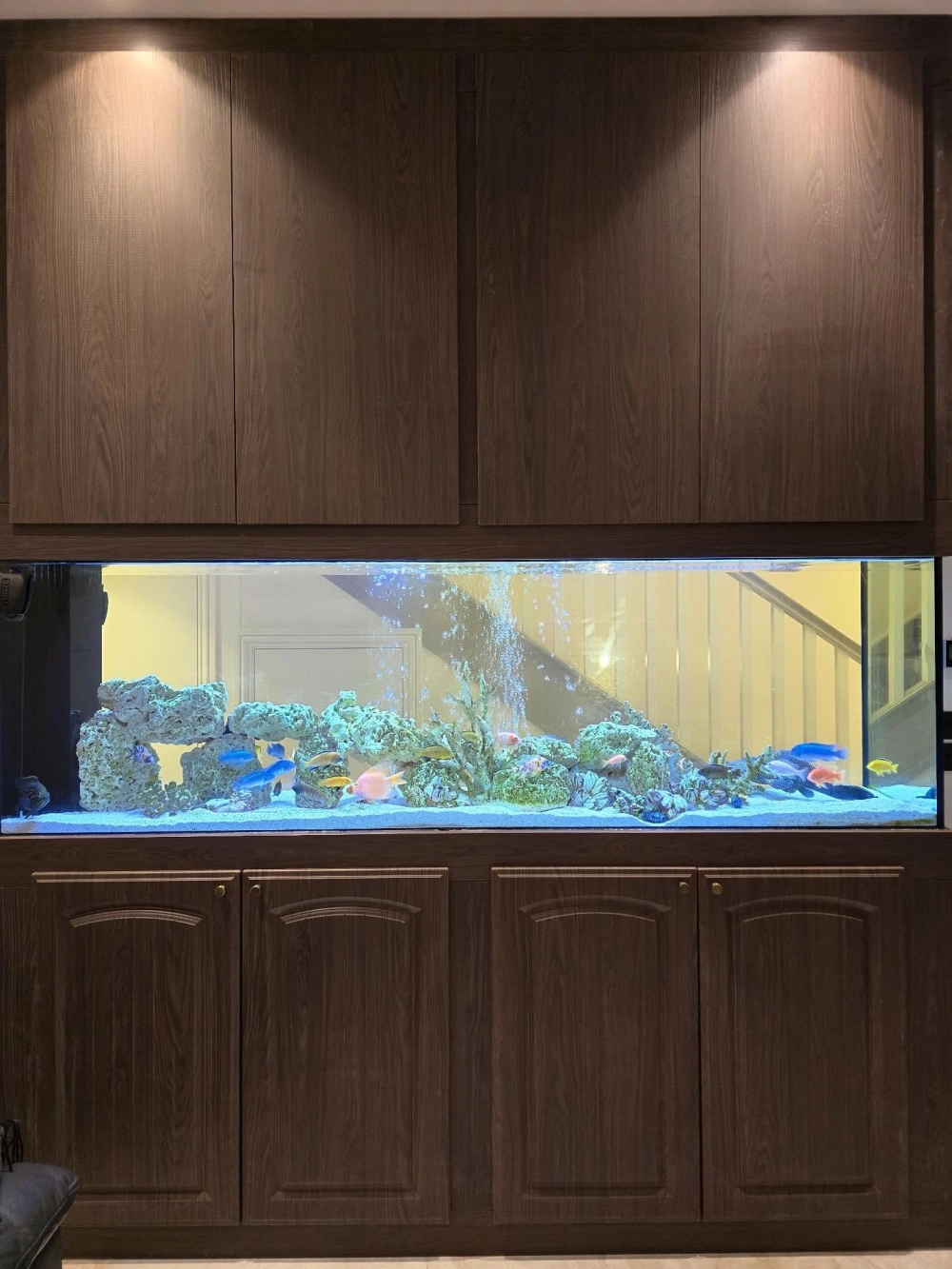 Cá ali bơi lội trong bể đá xếp tầng tự nhiên