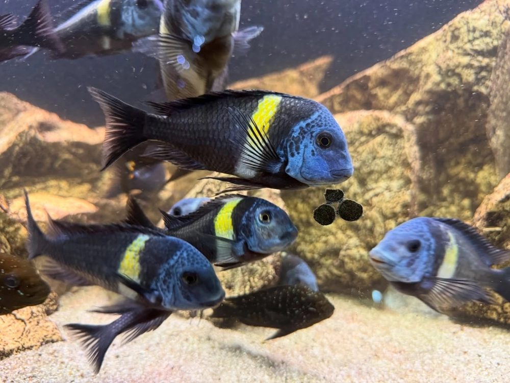 Layout đá xếp chồng tạo chiều sâu cho bể ali