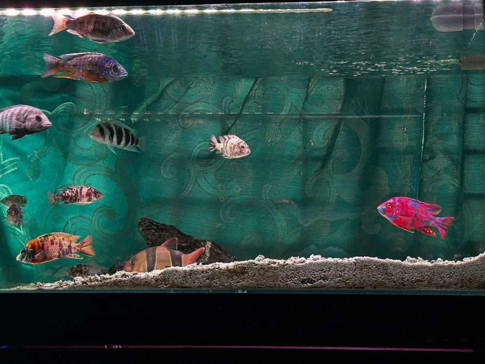 Thiết kế bể cá ali âm tường sang trọng