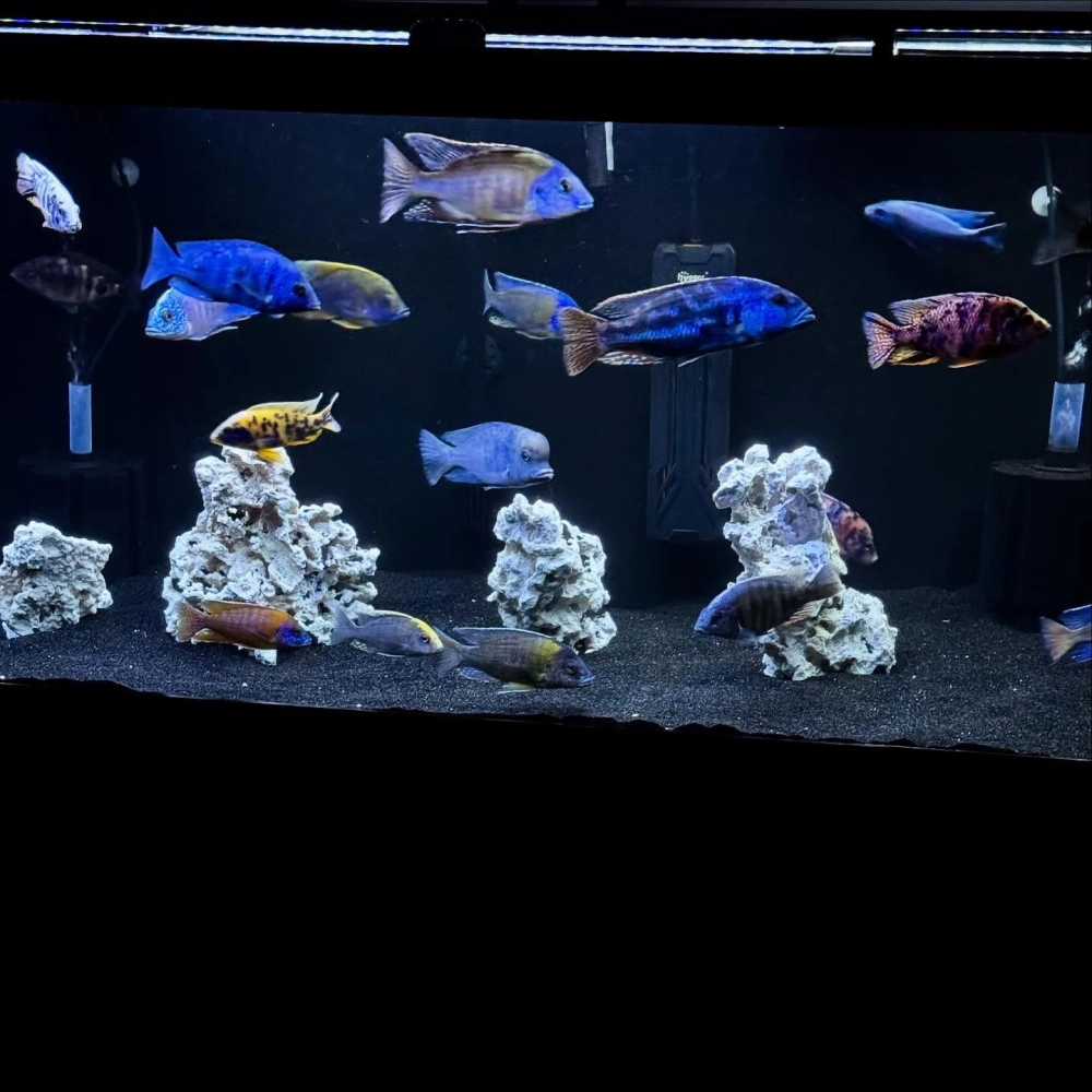 Góc nhìn cận cảnh hệ thống hang hốc cho cá ali