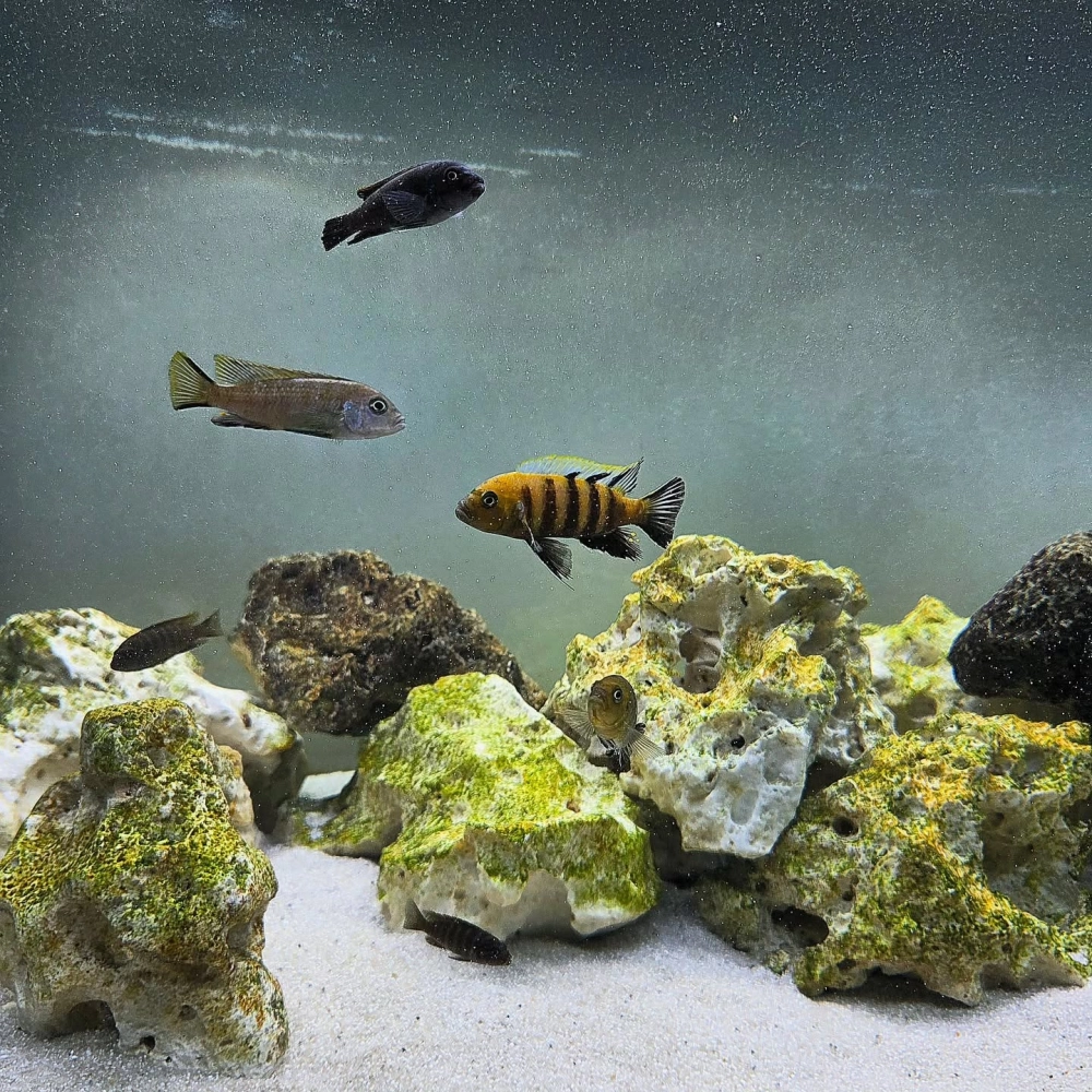 Cách sắp xếp đá tự nhiên cho dòng cá cichlid