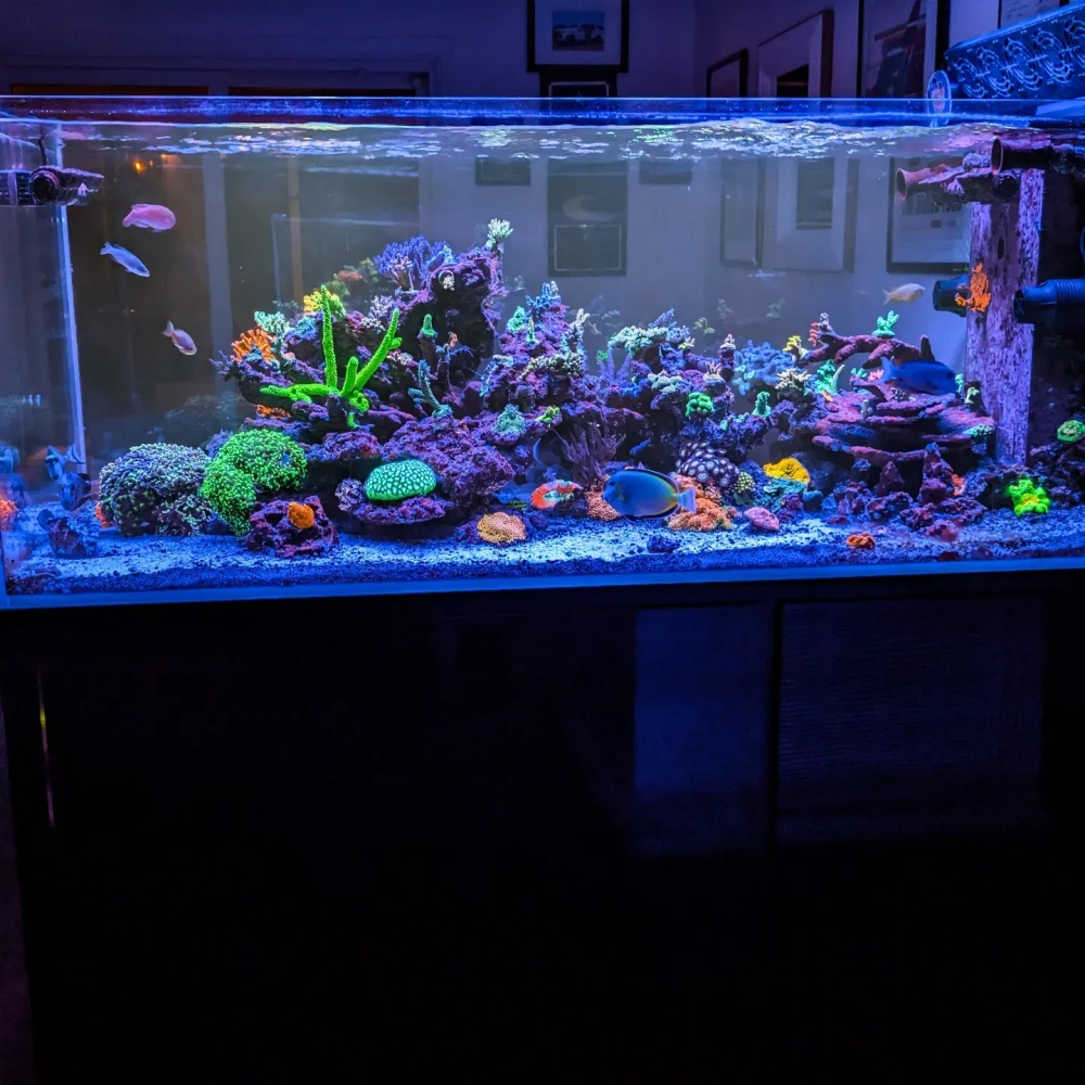 Phối cảnh bể cá bảy màu với phụ kiện nhà mô hình tí hon