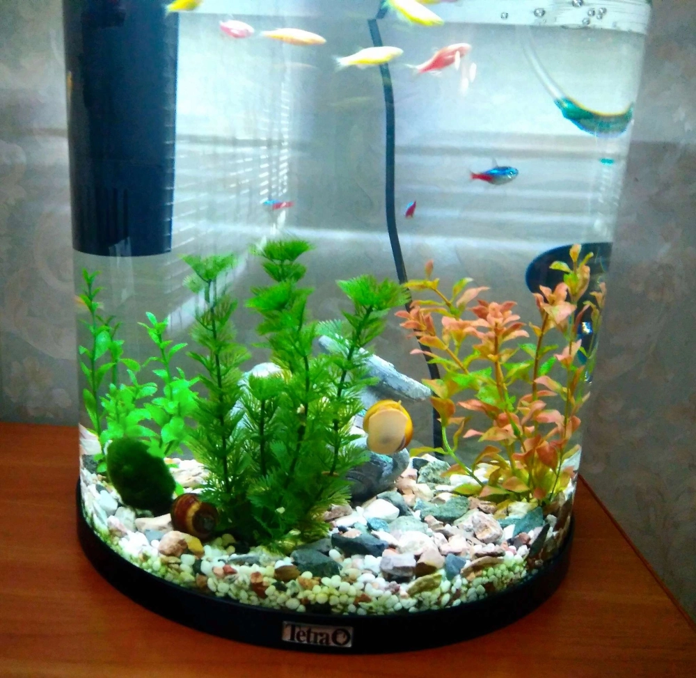 Bể cá mini nuôi cá bảy màu kết hợp cây bán cạn