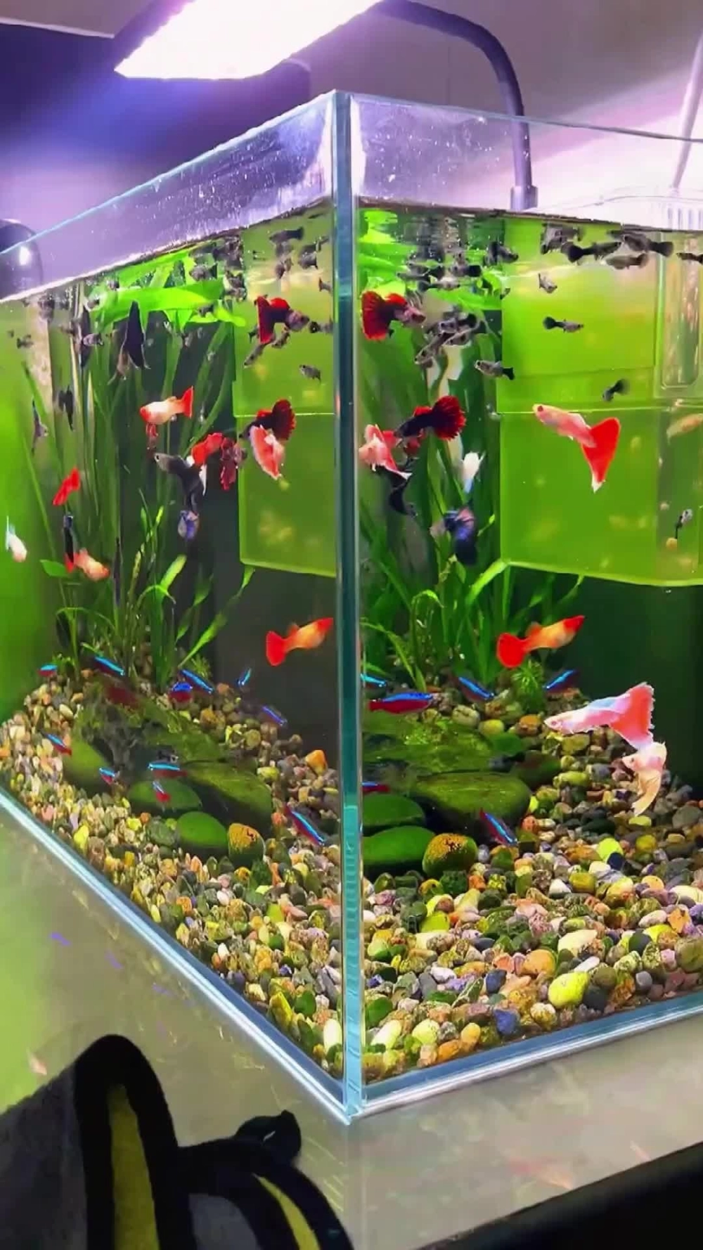 Hệ thống đèn led tôn vinh màu sắc rực rỡ của cá bảy màu