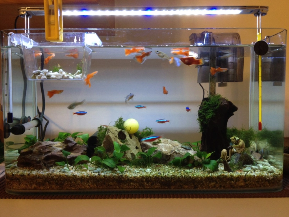 Trang trí bể cá bằng đá cuội và cát trắng đơn giản