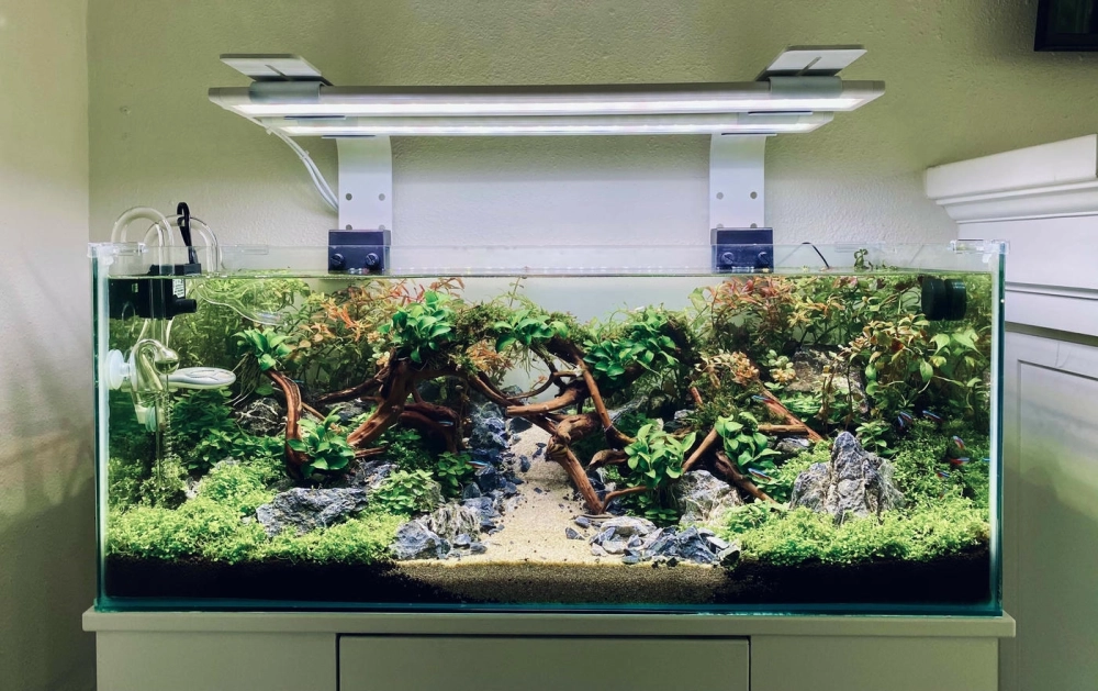 Bể cá cảnh nhỏ gọn tiết kiệm diện tích cho căn hộ