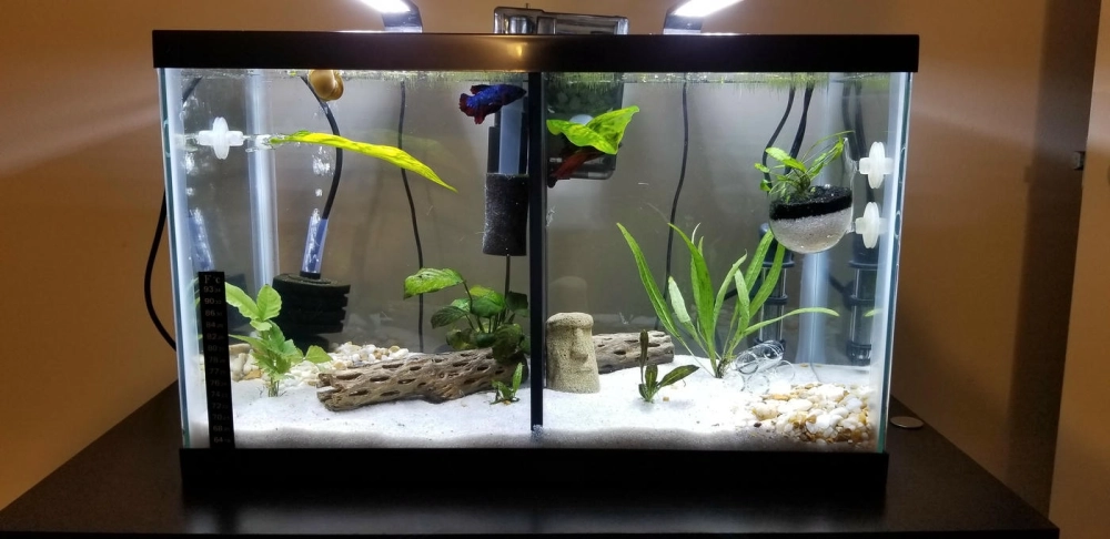 Trang trí bể cá betta nhiều ngăn phong cách tối giản