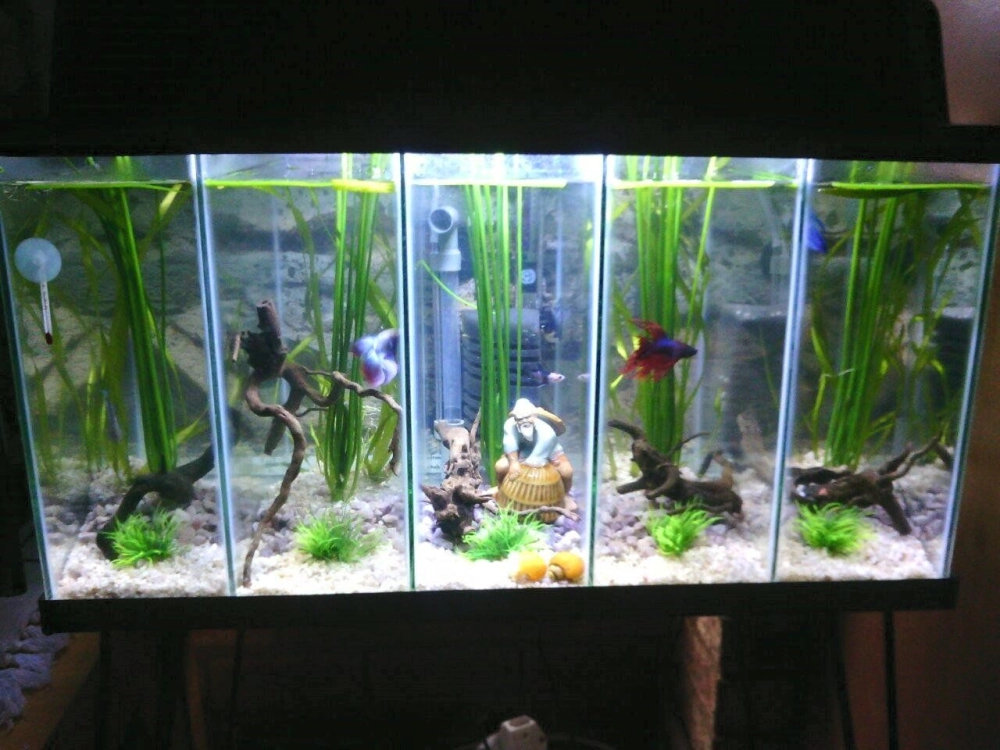 Ánh sáng đèn led cho bể cá betta nhiều ngăn lung linh