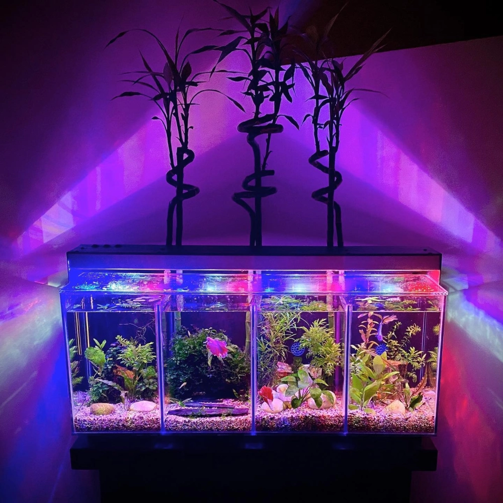 Bể cá betta nhiều ngăn kết hợp trồng cây bán cạn