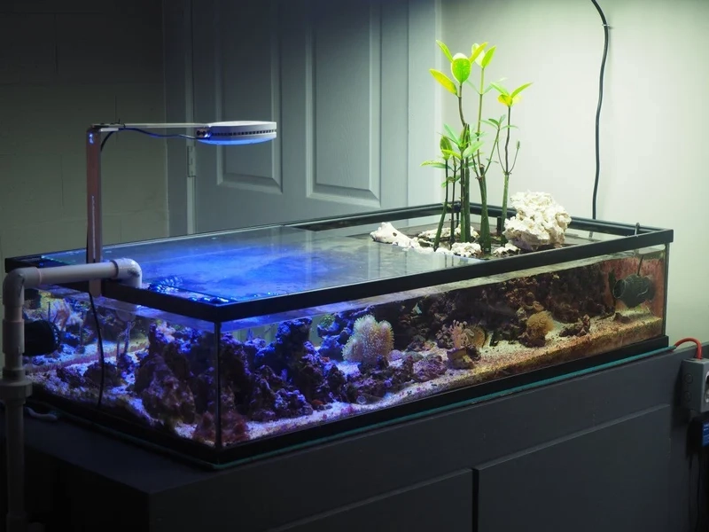 Trang trí hình nền bể cá biển cho màn hình máy tính