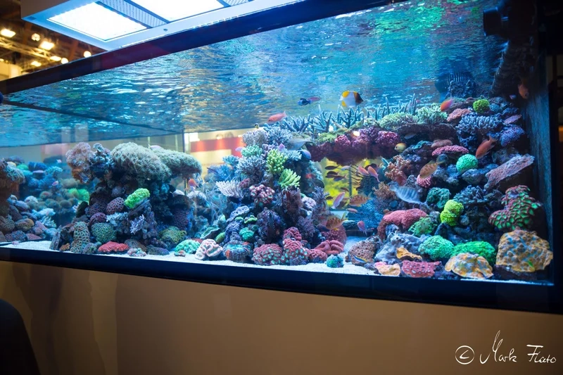 Chiêm ngưỡng ảnh bể cá biển 4K sắc nét từng chi tiết