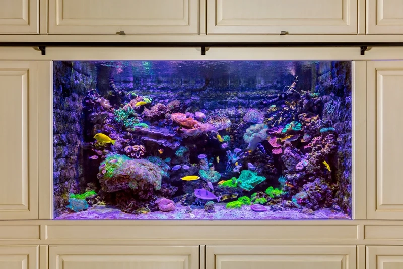 Ngắm hình bể cá biển HD chi tiết và sống động