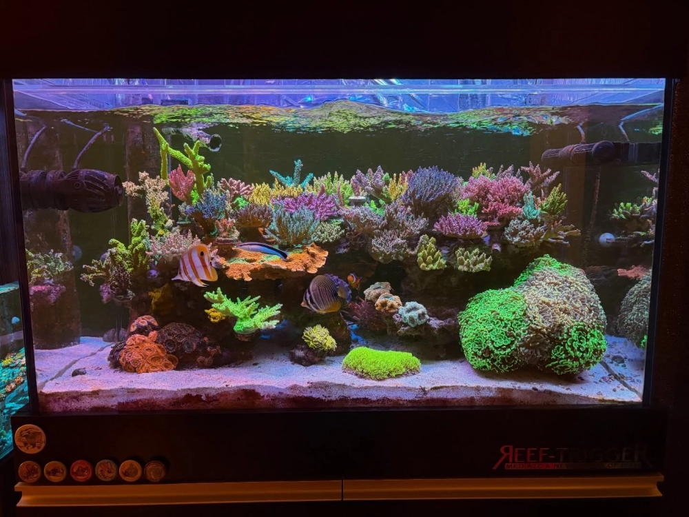 Hồ cá biển nhỏ gọn cho căn hộ chung cư