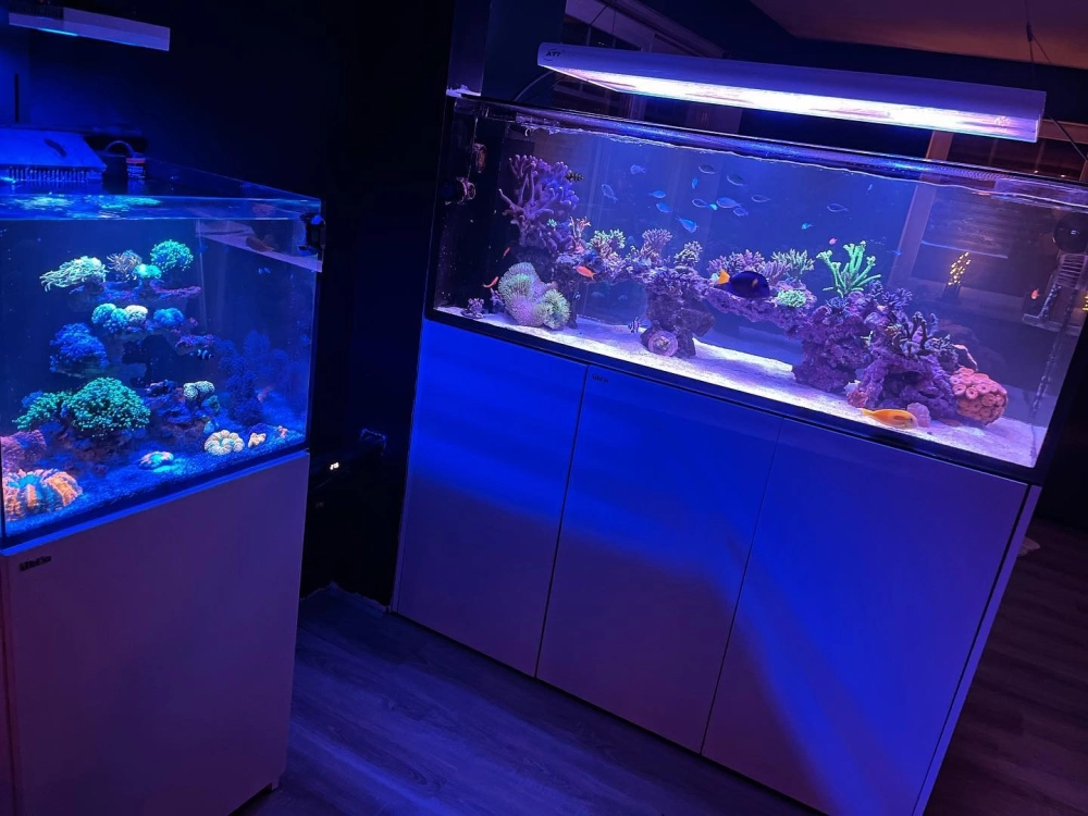 Nghệ thuật sắp đặt san hô mềm trong bể nhỏ