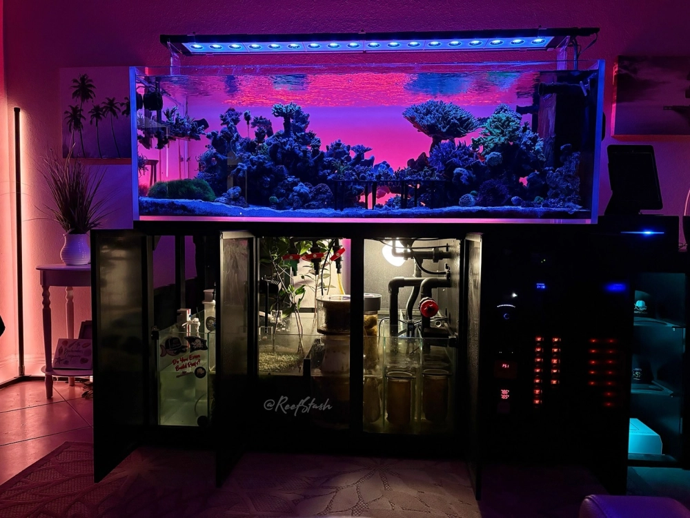 Mẫu hồ cá biển mini cho người mới bắt đầu