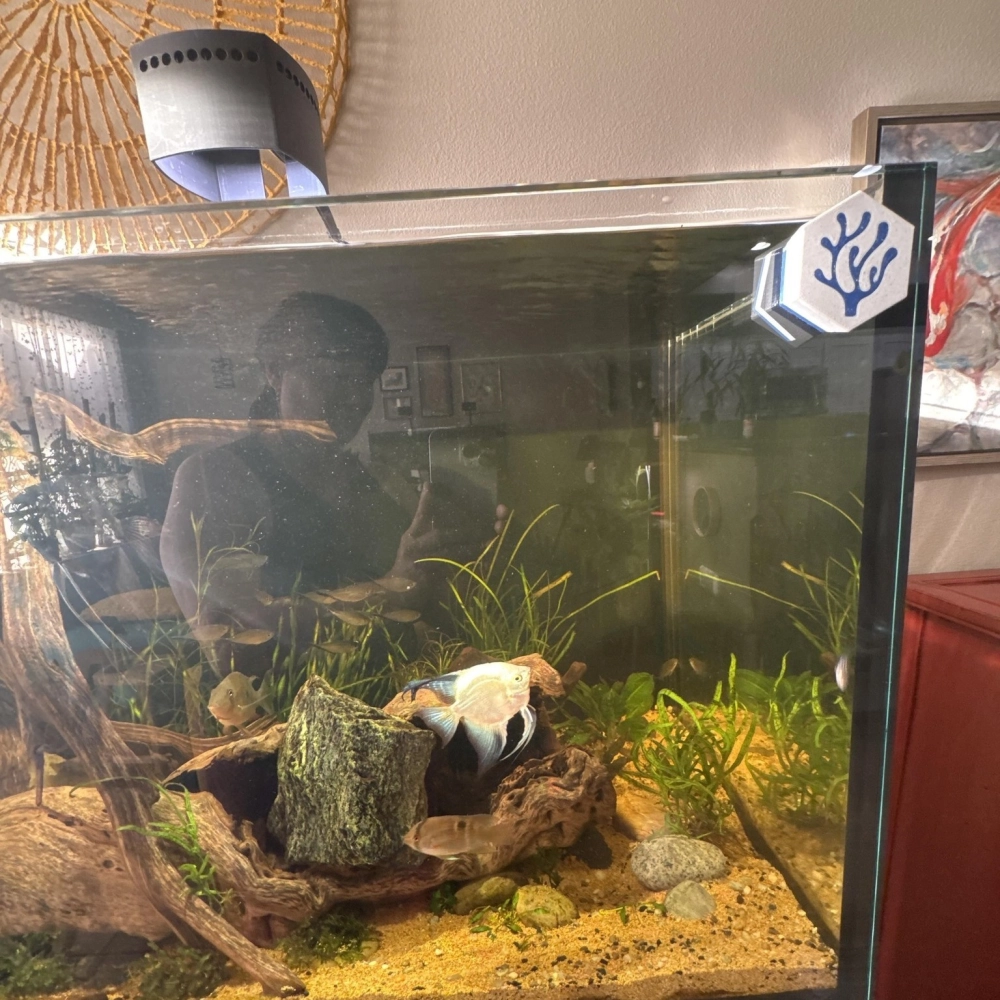 Bố cục đá aquascaping cho hồ cá nước mặn nhỏ