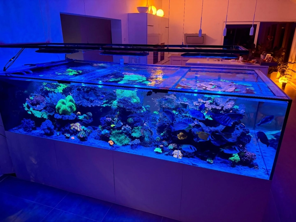 Cận cảnh hệ sinh thái biển trong bể cá mini