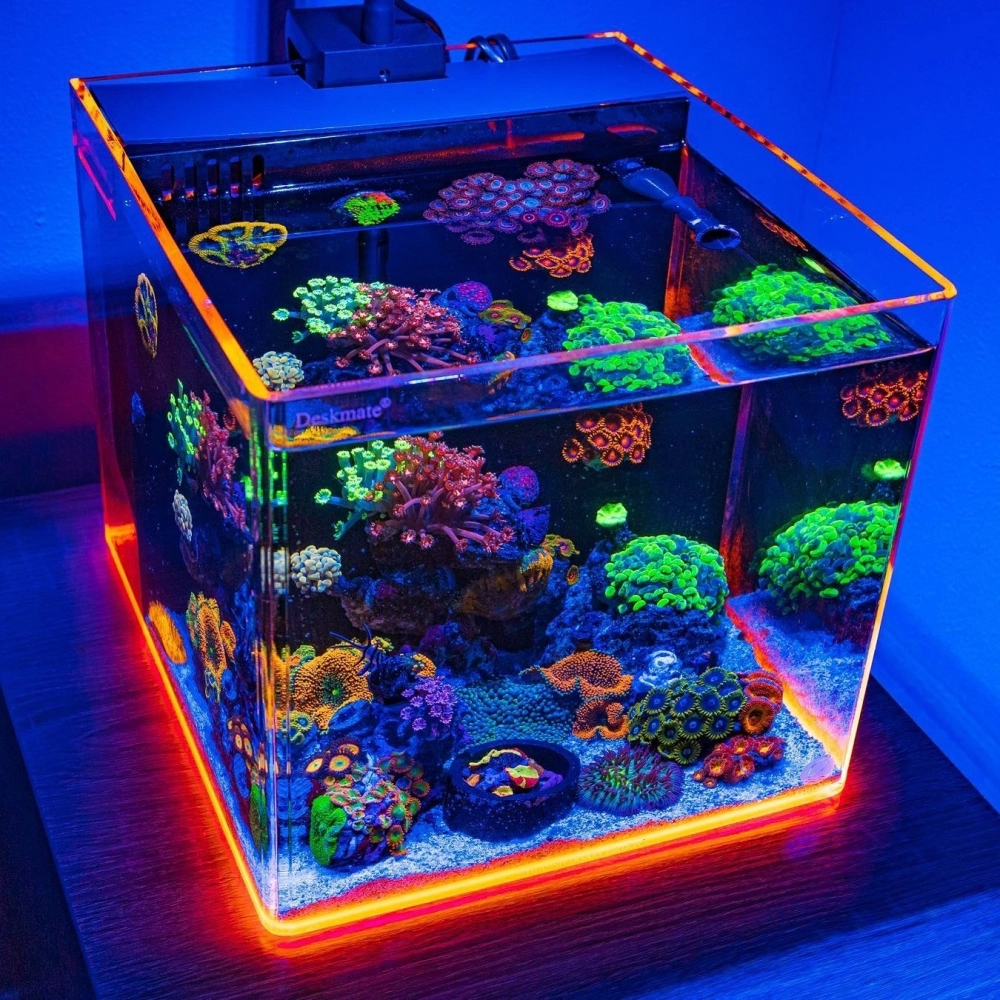 Bể cá đúc uốn góc giúp quan sát sinh vật cảnh sống động