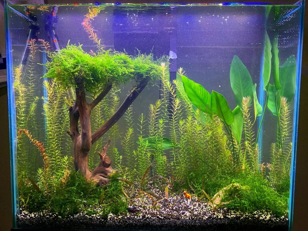 Mẫu bể cá đúc có nắp đậy gọn gàng và thẩm mỹ