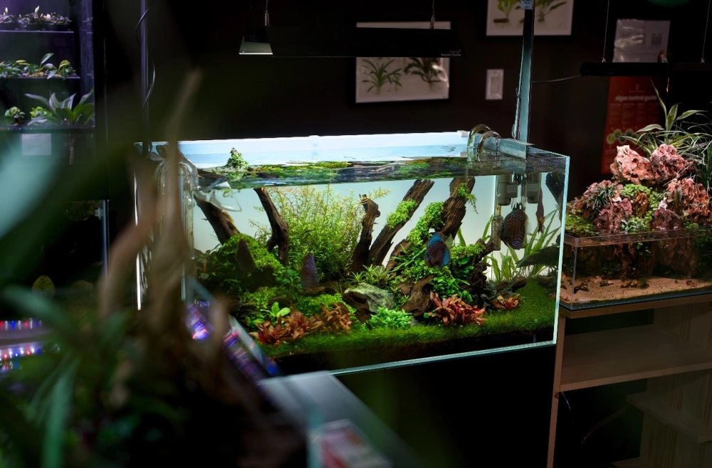 Góc trang trí nhà cửa với chiếc bể cá đúc nhỏ xinh