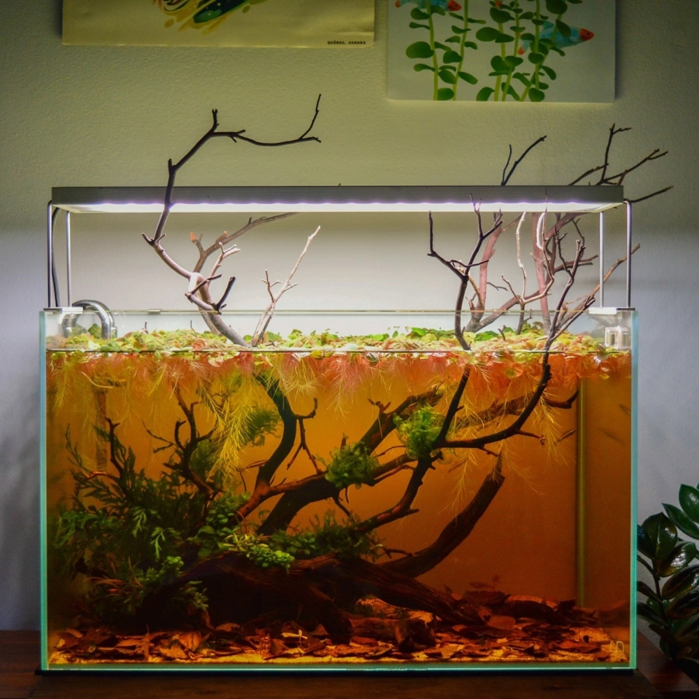 Bể cá đúc nuôi cá vàng với ánh sáng đèn led rực rỡ