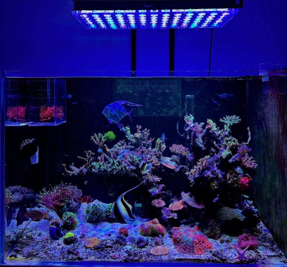 Cách trang trí thủy sinh bên trong hồ cá đúc nhỏ gọn