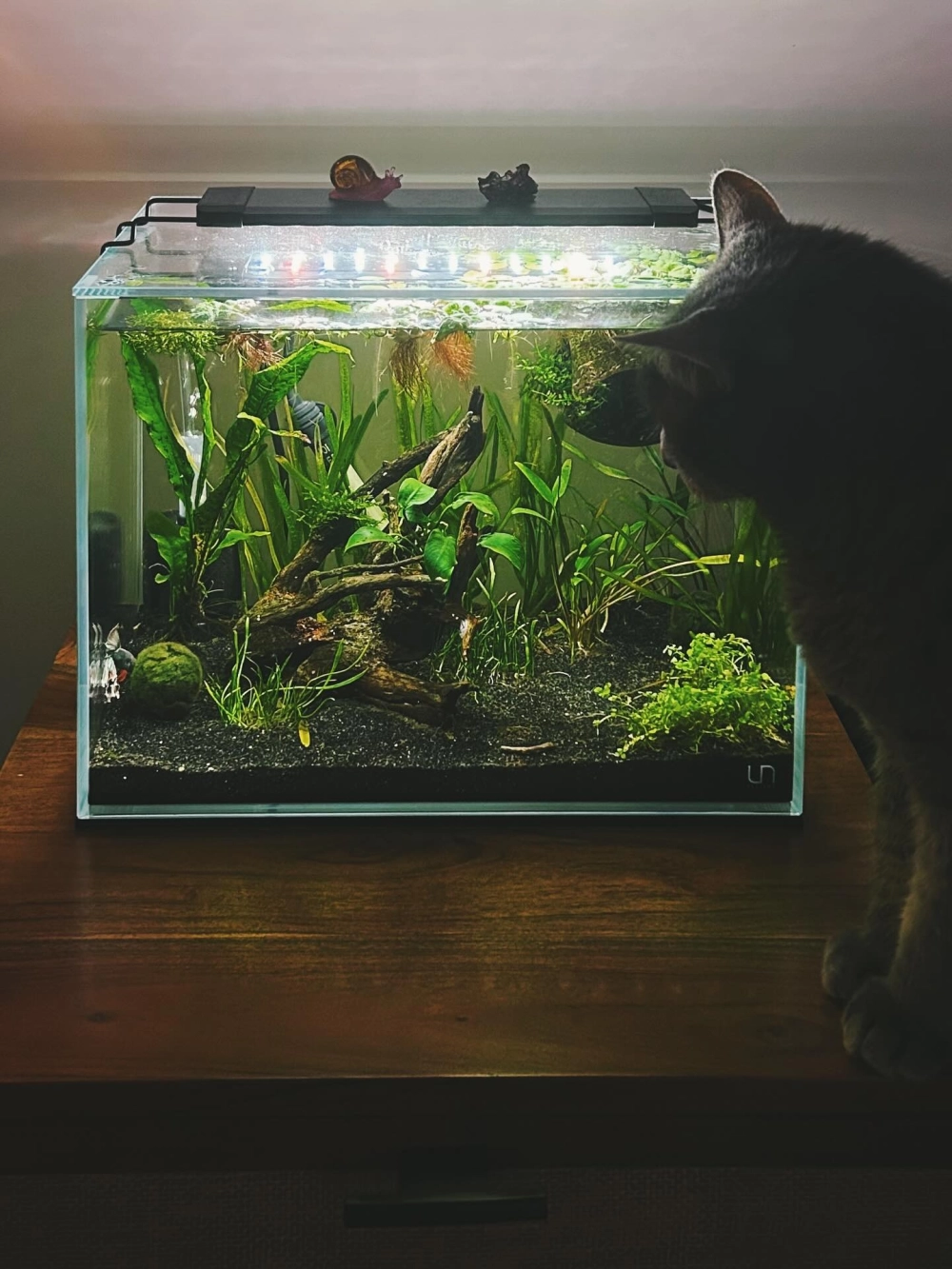 Góc nhìn xuyên thấu qua kính bể cá đúc tinh tế