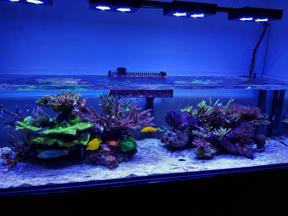 Cách bố trí hệ thống lọc cho bể cá gầm cầu thang sạch sẽ