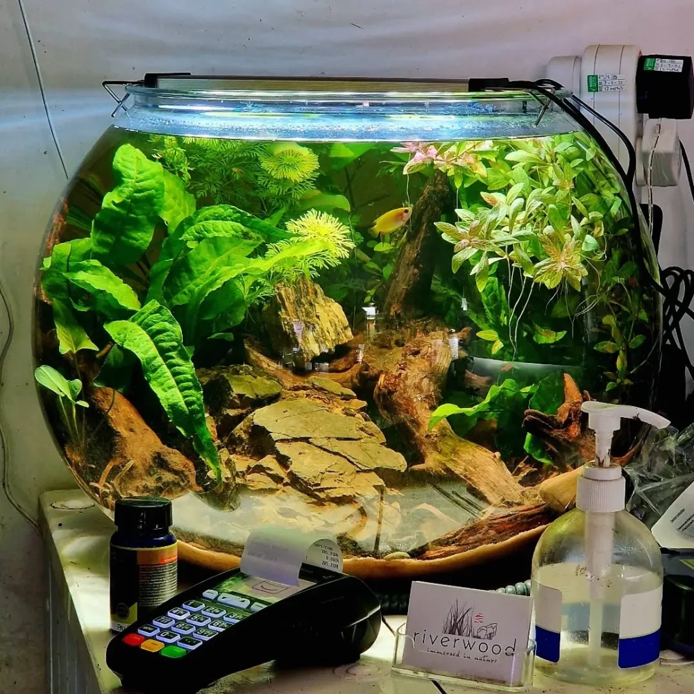 Vẻ đẹp của bể cá tròn dưới ánh nắng tự nhiên