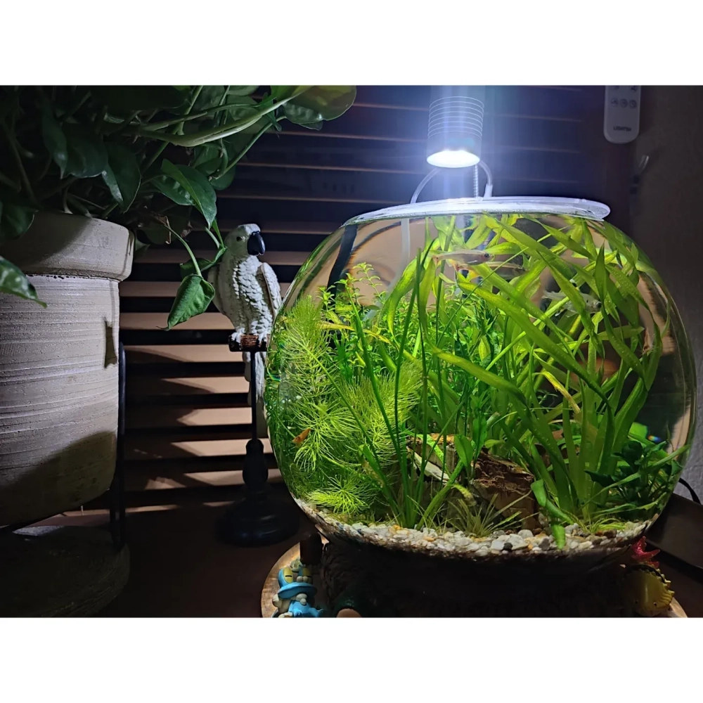 Mẫu bể cá hình cầu phong cách terrarium
